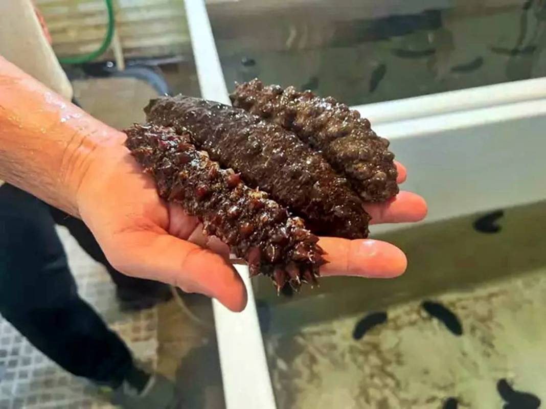 Görenler şaştı kaldı: Bu canlı, İzmir'deki kirliliği azaltılacak! Sayıları her geçen gün artıyor 6